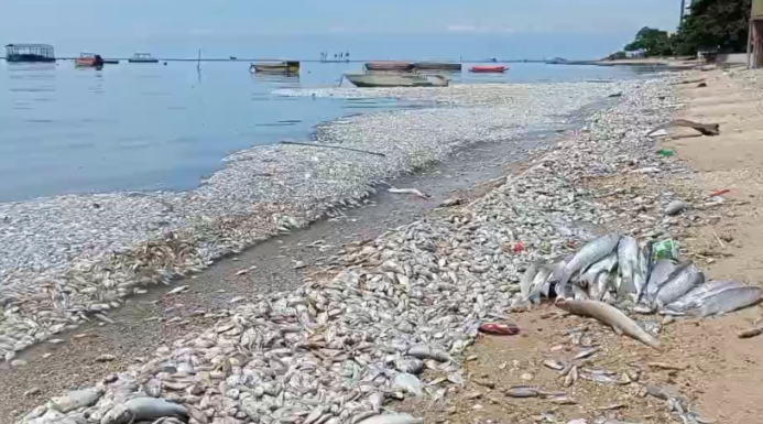 泰国海滩现大量死鱼，真相扑朔迷离