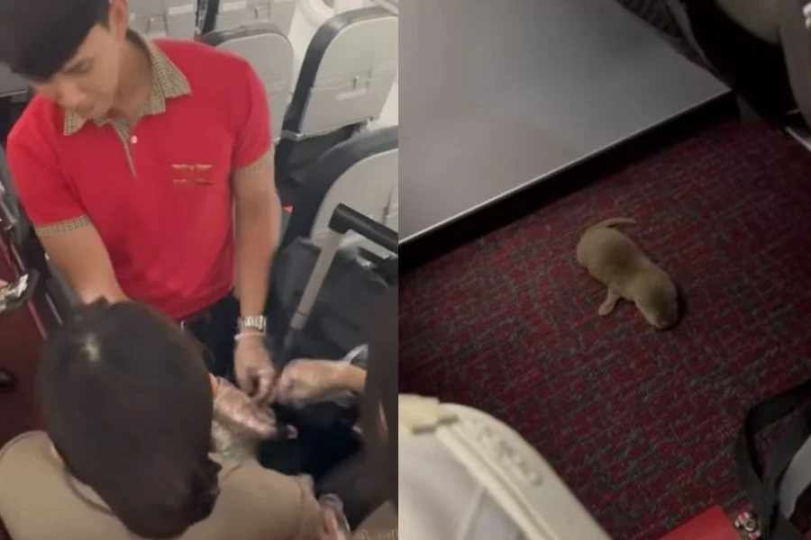 泰国素万那普机场一女子将宠物带上飞机引发混乱