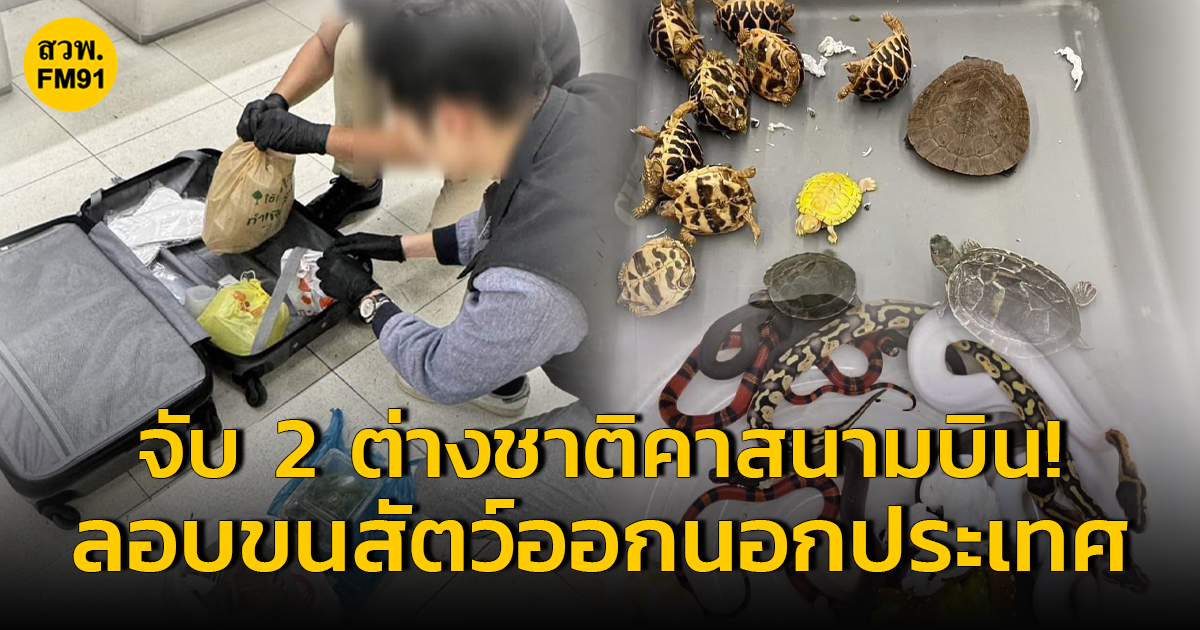外国乘客携带大量非法野生动物出境被泰国海关逮捕
