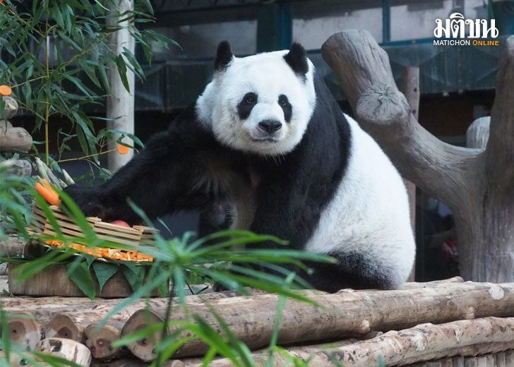 泰国政客反对租赁大熊猫
