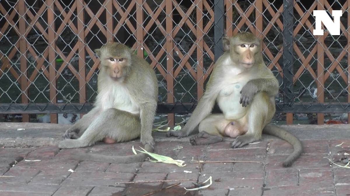 泰国“猴城”华富里猴群泛滥，猴子伤人事件频发