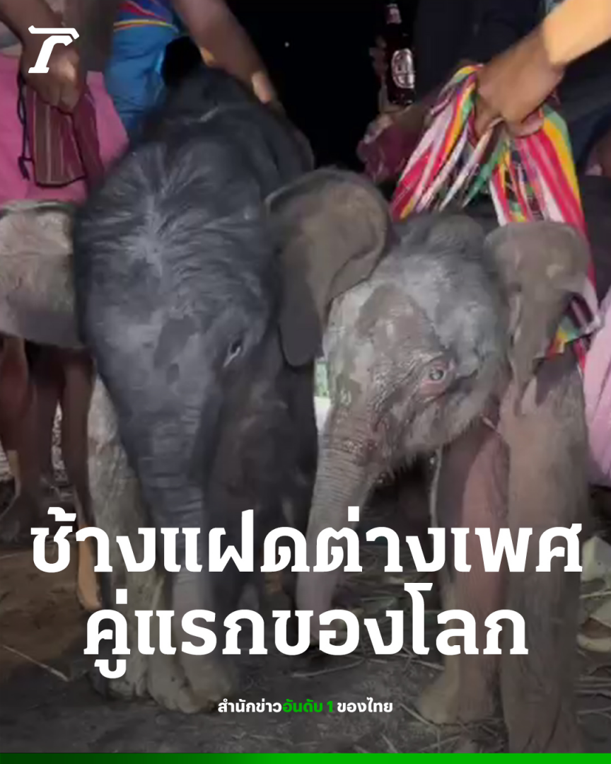 泰国“象城”大城府诞下世界第一对龙凤胎大象!
