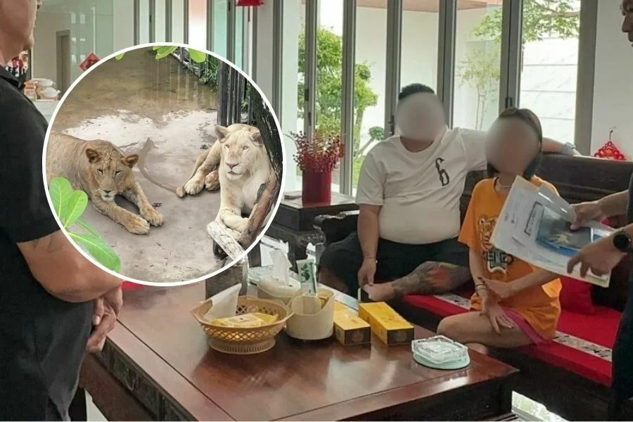 中国夫妇在芭提雅非法养狮、涉嫌走私豪车被捕！