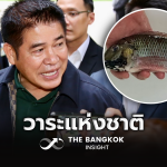 煮给内阁吃？泰国农业部出招应对黑鳄罗非鱼泛滥