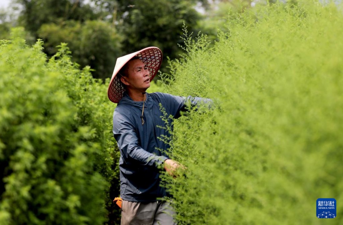 广西山区“小草”惠泽非洲